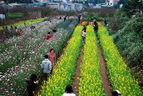 Peach blossom and colza are colourful in Hanoi